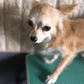 チワワ(ロング)