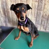 ミニチュアピンシャー