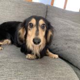 ミニチュアダックスフンド(ロング)