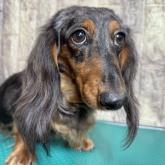 ミニチュアダックスフンド(ロング)