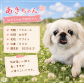 ペキニーズ