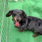 ミニチュアダックスフンド(ロング)