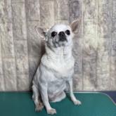 チワワ(スムース)