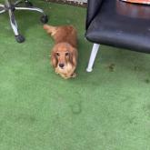 ミニチュアダックスフンド(ロング)