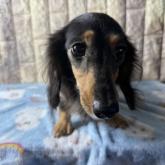 ミニチュアダックスフンド(ロング)