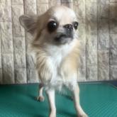 チワワ(ロング)