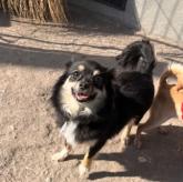 チワワ(ロング)