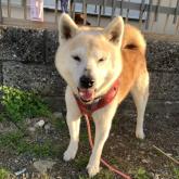 柴犬