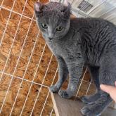 アメリカンカール