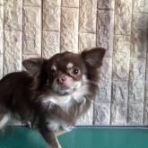 チワワ(ロング)