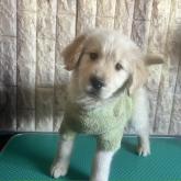 ゴールデンレトリバー