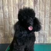 ミニチュアプードル