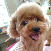 トイプードル