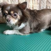 チワワ(ロング)