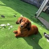 ミニチュアダックスフンド(ロング)