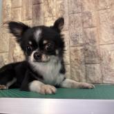 チワワ(ロング)