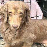 ミニチュアダックスフンド(ロング)