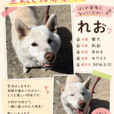 柴犬