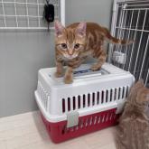 アメリカンショートヘア