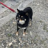 柴犬