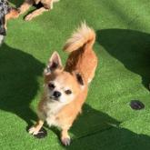 チワワ(スムース)