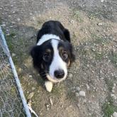 ボーダーコリー