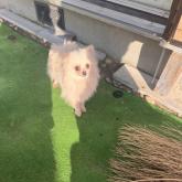 ポメラニアン