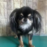 チワワ(ロング)