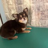 チワワ(ロング)