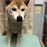 柴犬