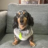 ミニチュアダックスフンド(ロング)