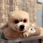 ポメラニアン