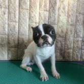 フレンチブルドッグ