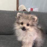 ポメラニアン