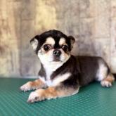 チワワ(ロング)