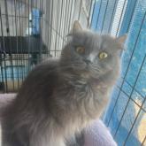 ブリティッシュロングヘア