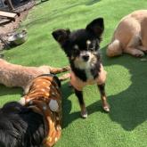 チワワ(ロング)