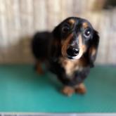 ミニチュアダックスフンド(ロング)