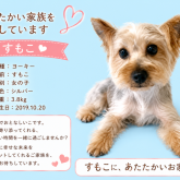 ヨークシャーテリア