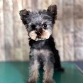 ヨークシャーテリア