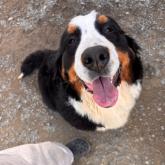 バーニーズ・マウンテン・ドッグ