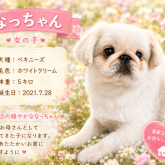 ペキニーズ