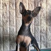 ミニチュアピンシャー