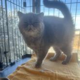 エキゾチックショートヘア