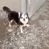 チワワ(ロング)