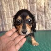 ミニチュアダックスフンド(ロング)