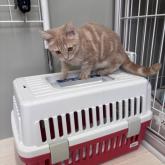 アメリカンショートヘア