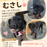 ラブラドールレトリバー