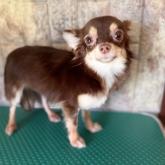 チワワ(ロング)