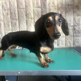 ミニチュアダックスフンド(ロング)